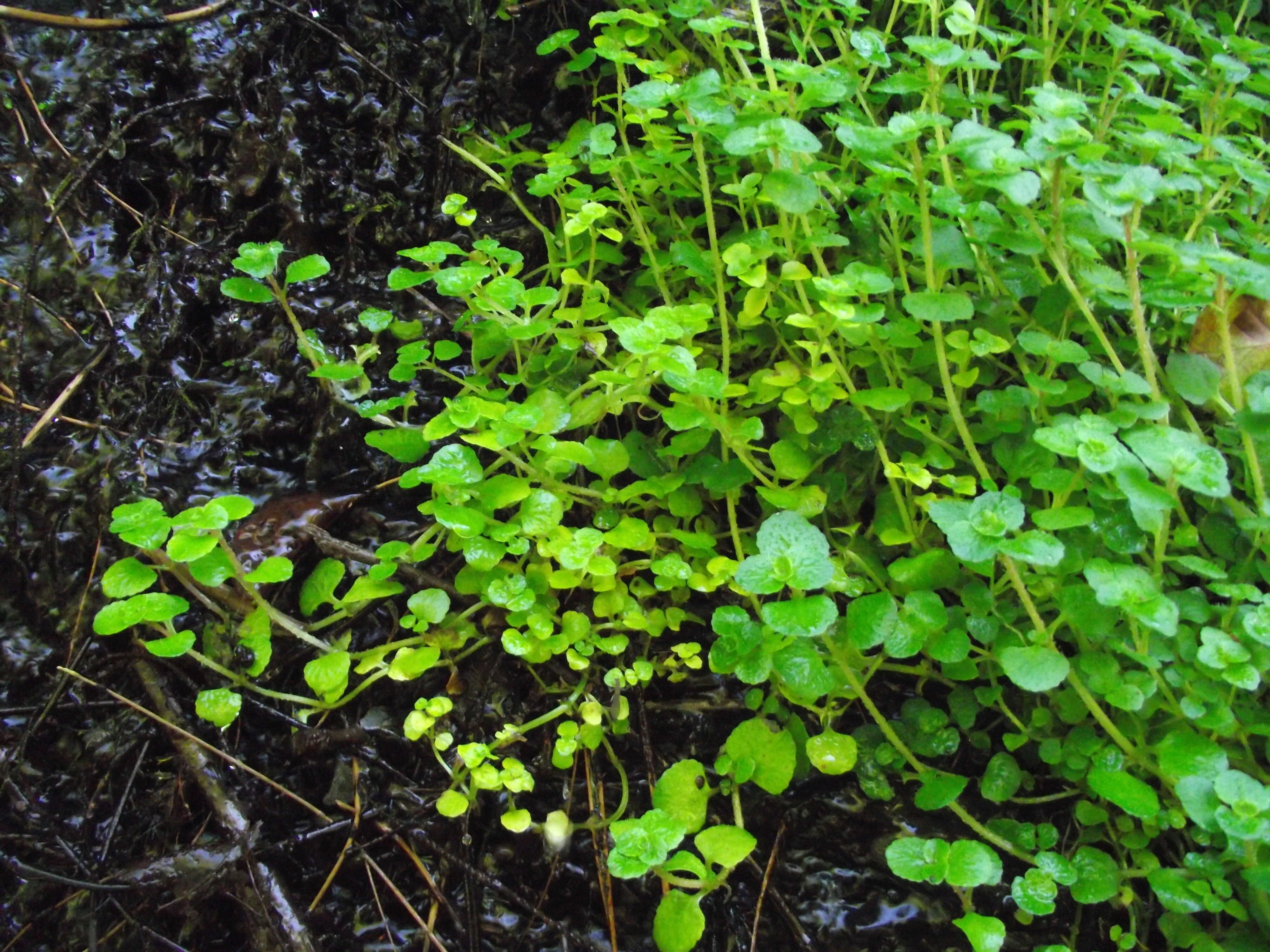 Plancia ëd Chrysosplenium oppositifolium L.