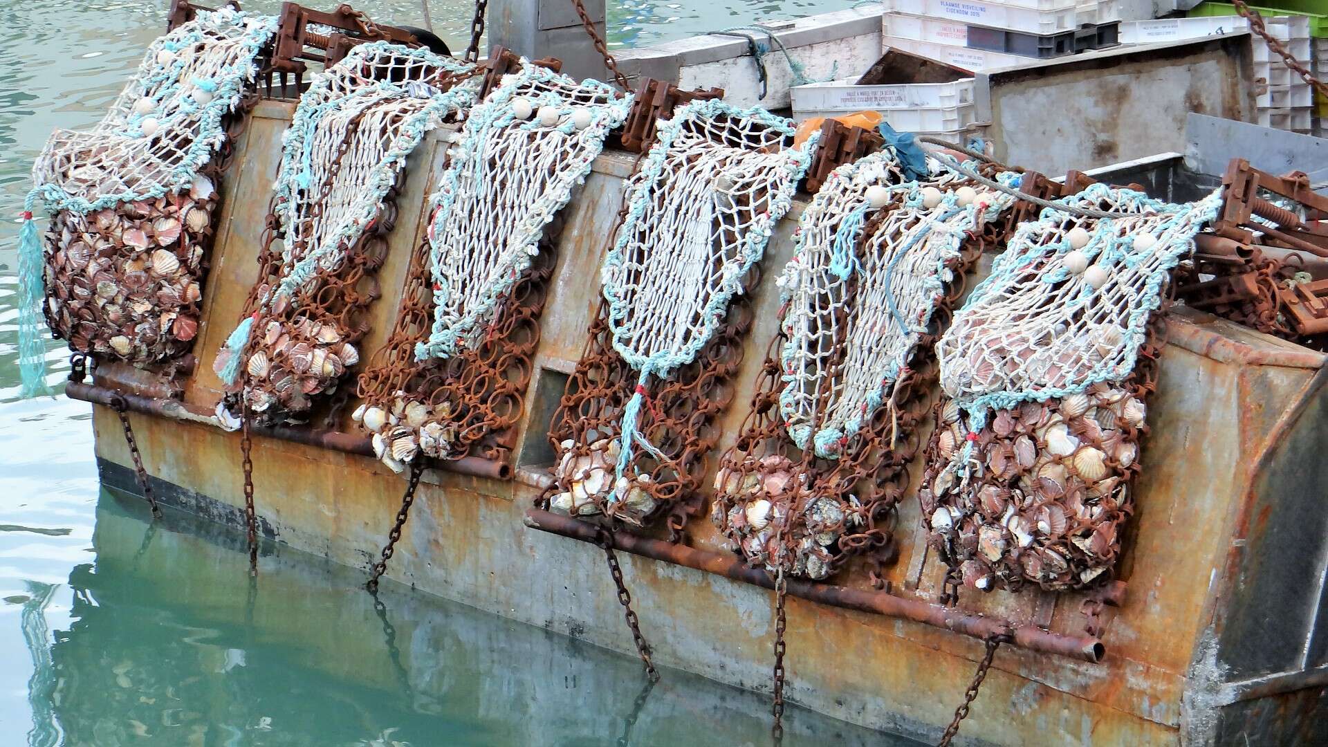 Image of Great Atlantic scallop