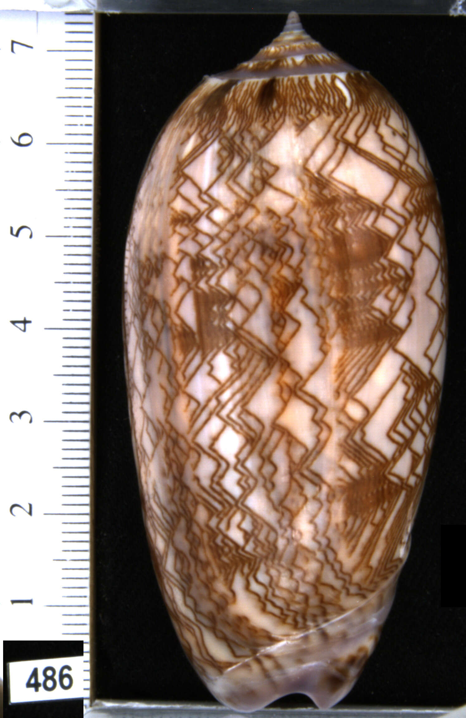 Image of Olivoidea Latreille 1825