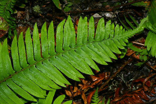 Image of western swordfern