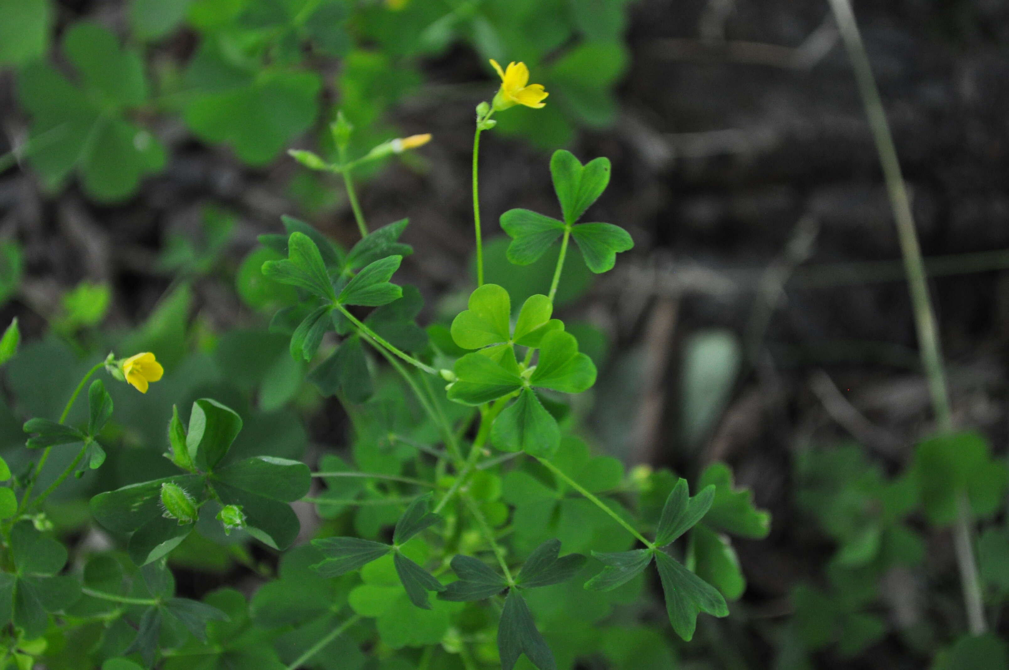 Image de Oxalis stricta