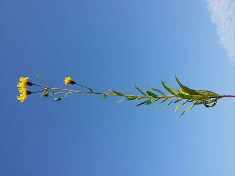 Image of hawkweed