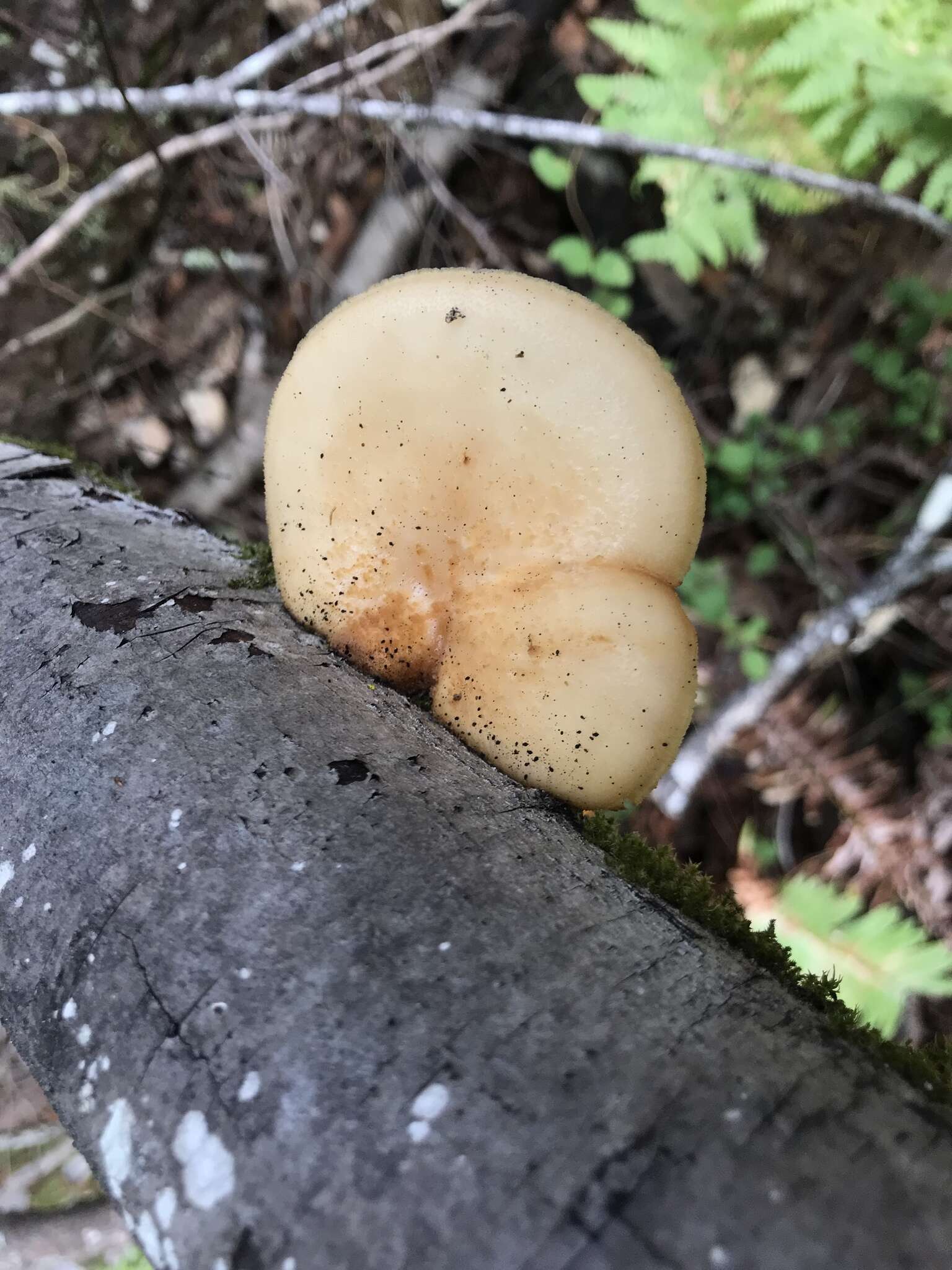 Image of Polyporus tuberaster (Jacq. ex Pers.) Fr. 1821