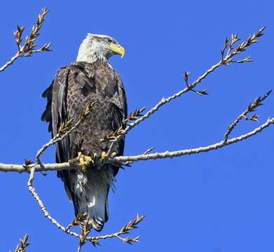 Image of Bald Eagle