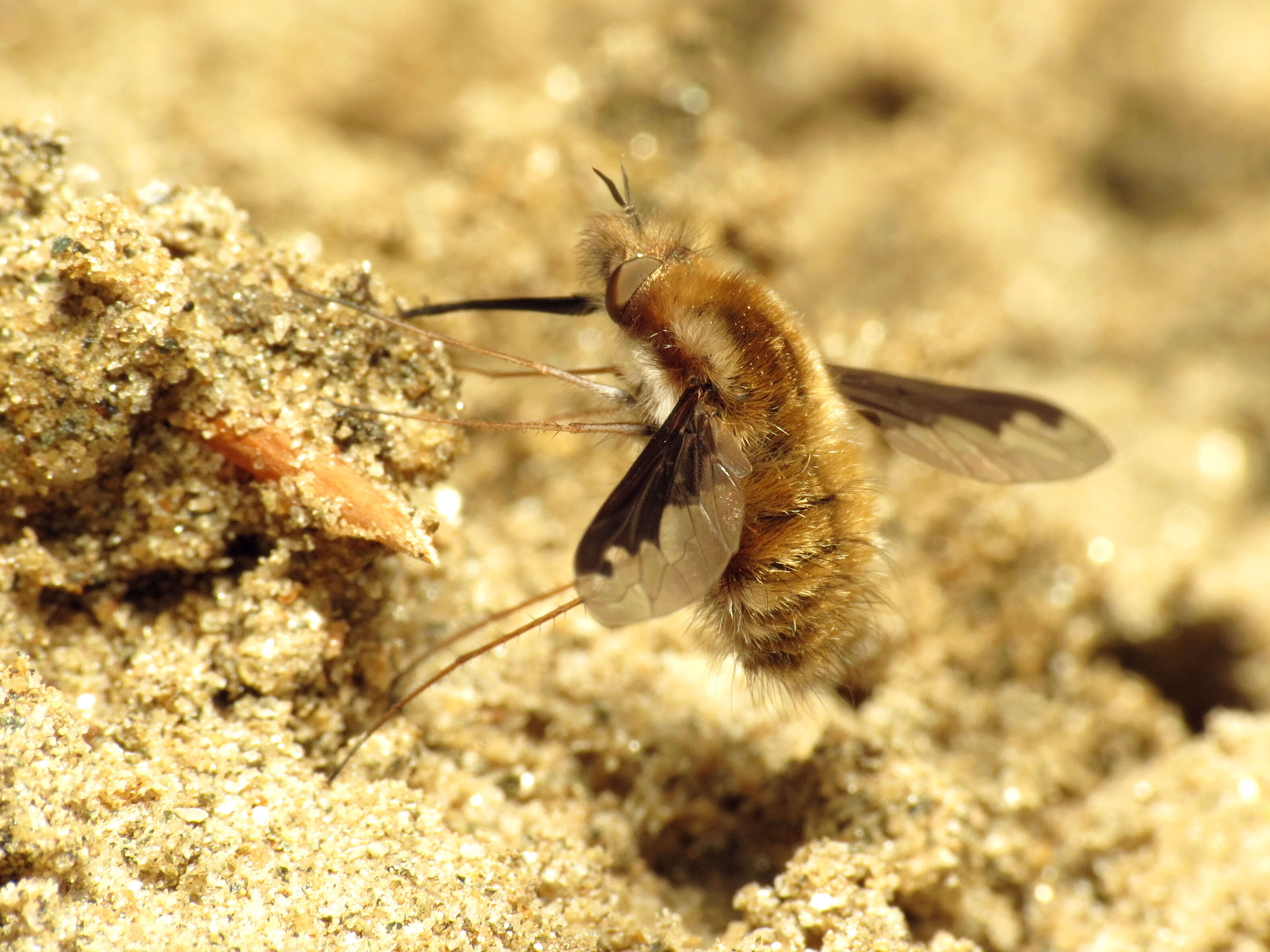 Image of Large bee-fly