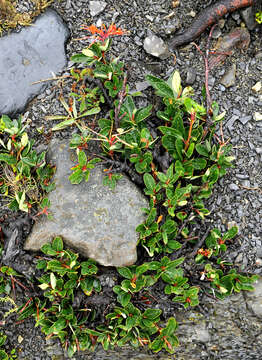 Image of Chilean firebush