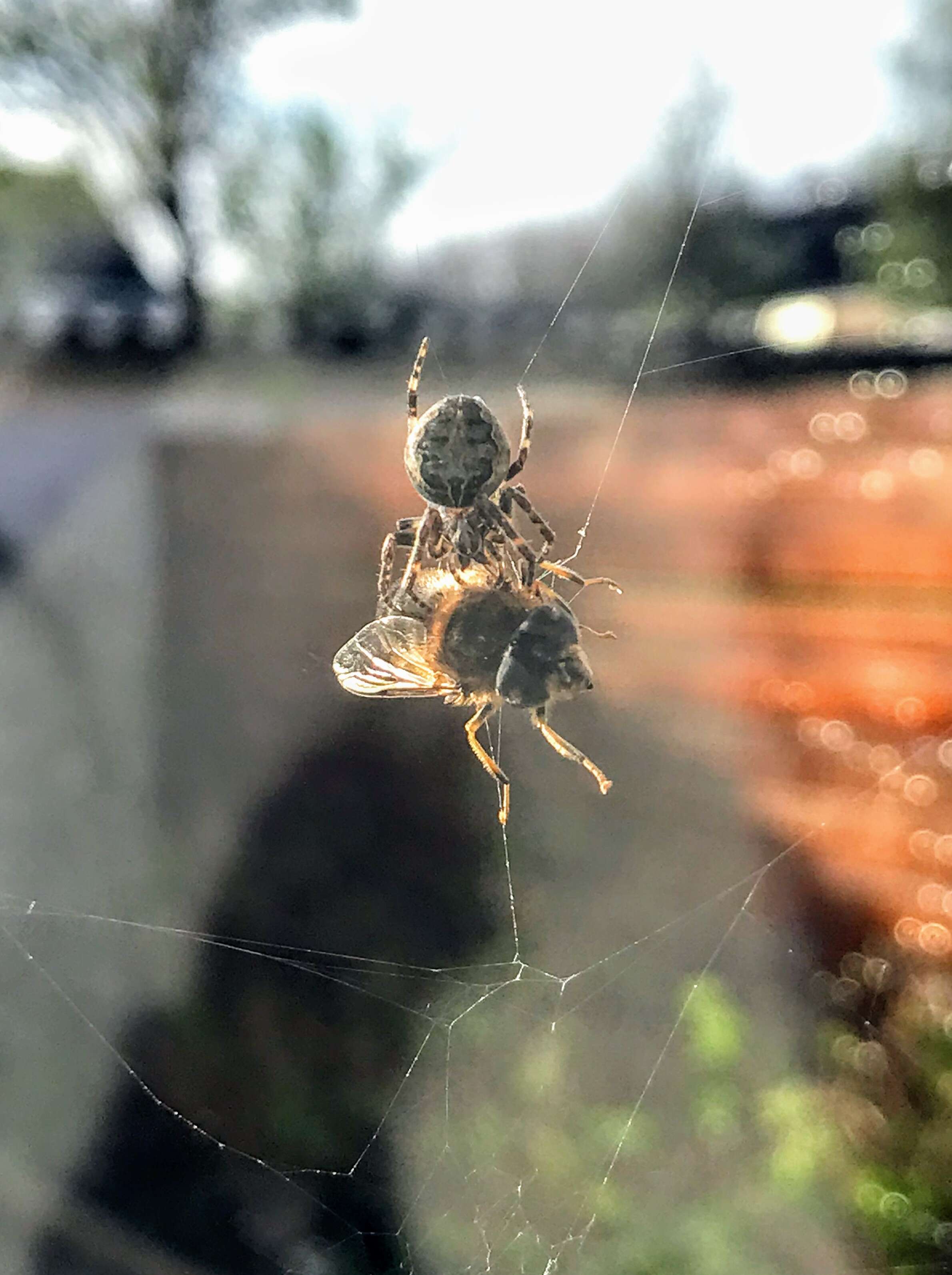 Image of Gray Cross Spider