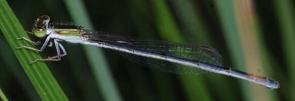 Image of Rambur's Forktail