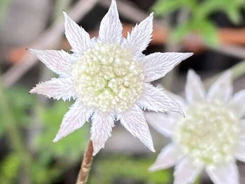 Image of Actinotus minor (Smith) DC.