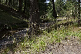 Image of fringed brome