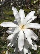 Imagem de Magnolia salicifolia (Siebold & Zucc.) Maxim.