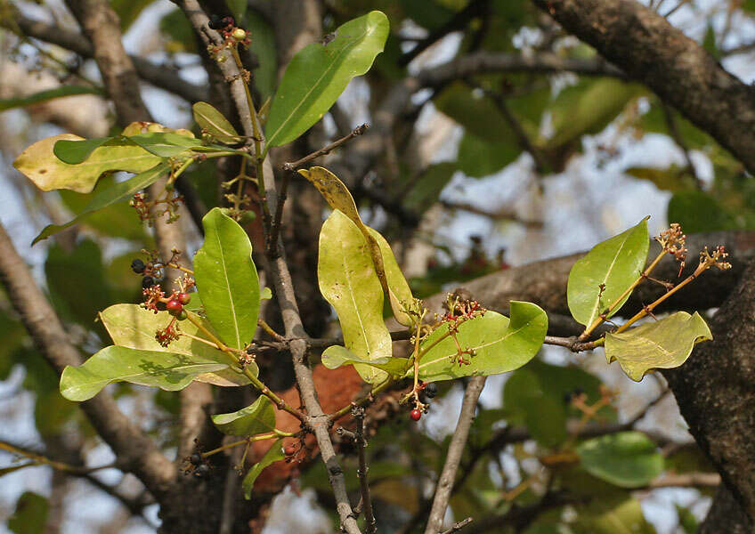 Image of torch tree