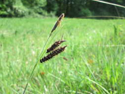 Image of glaucous sedge