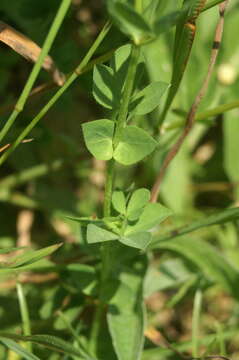 Image of Common Bird's-foot-trefoil