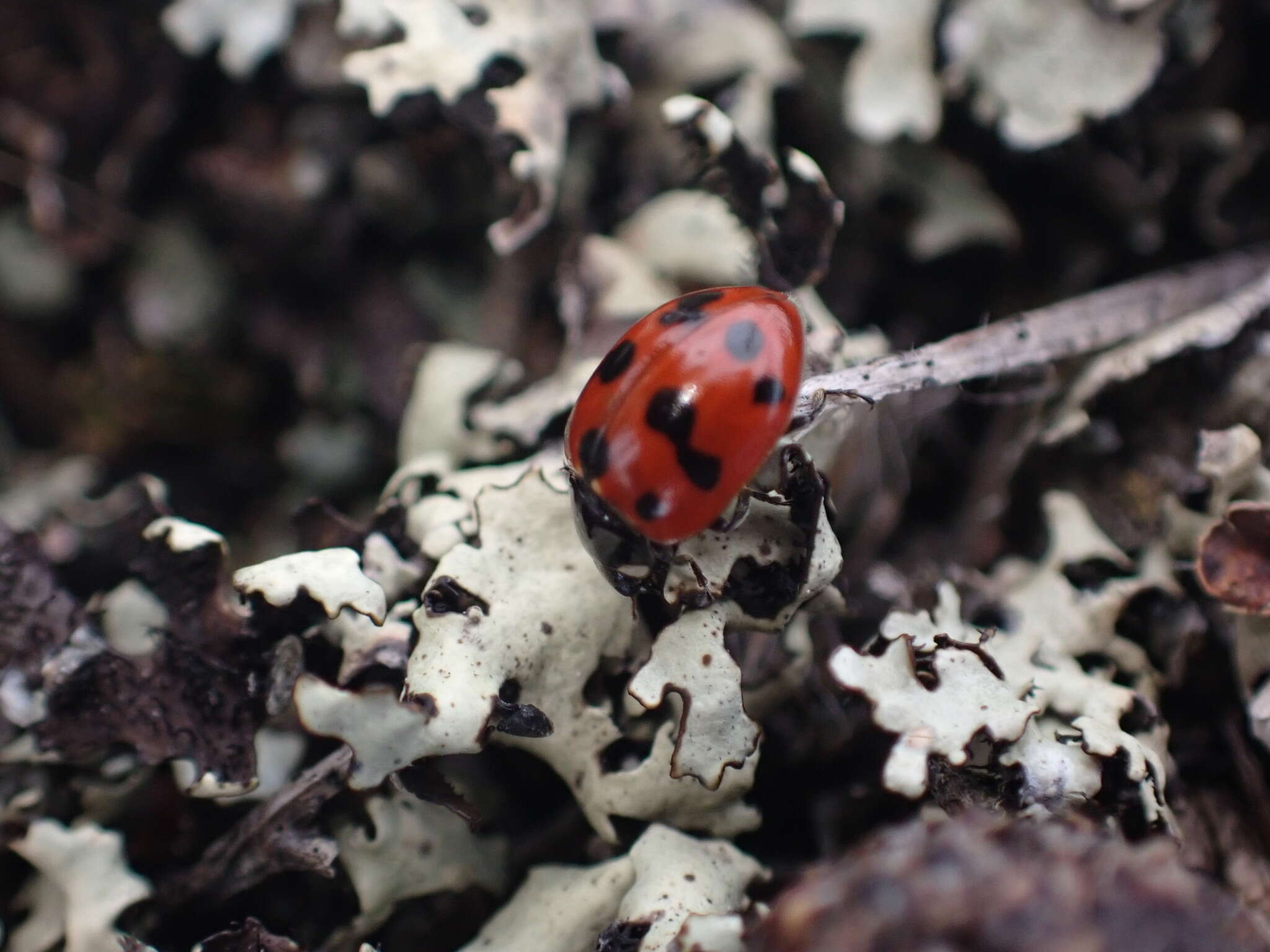 Image of 11-spot ladybird