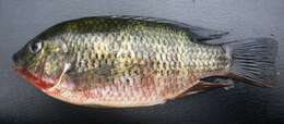 Image of Redbreast tilapia