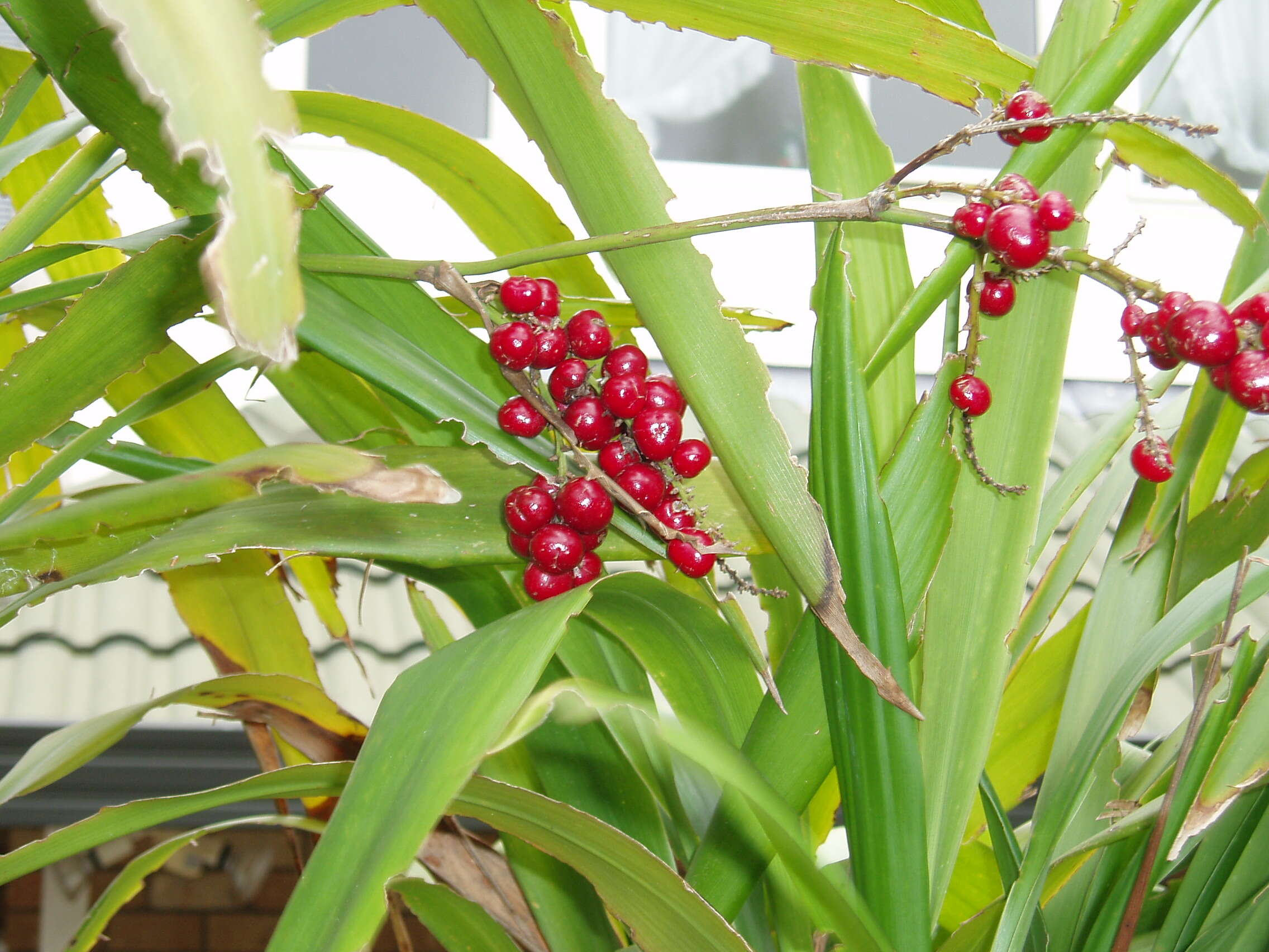 Imagem de Cordyline rubra Otto & A. Dietr.