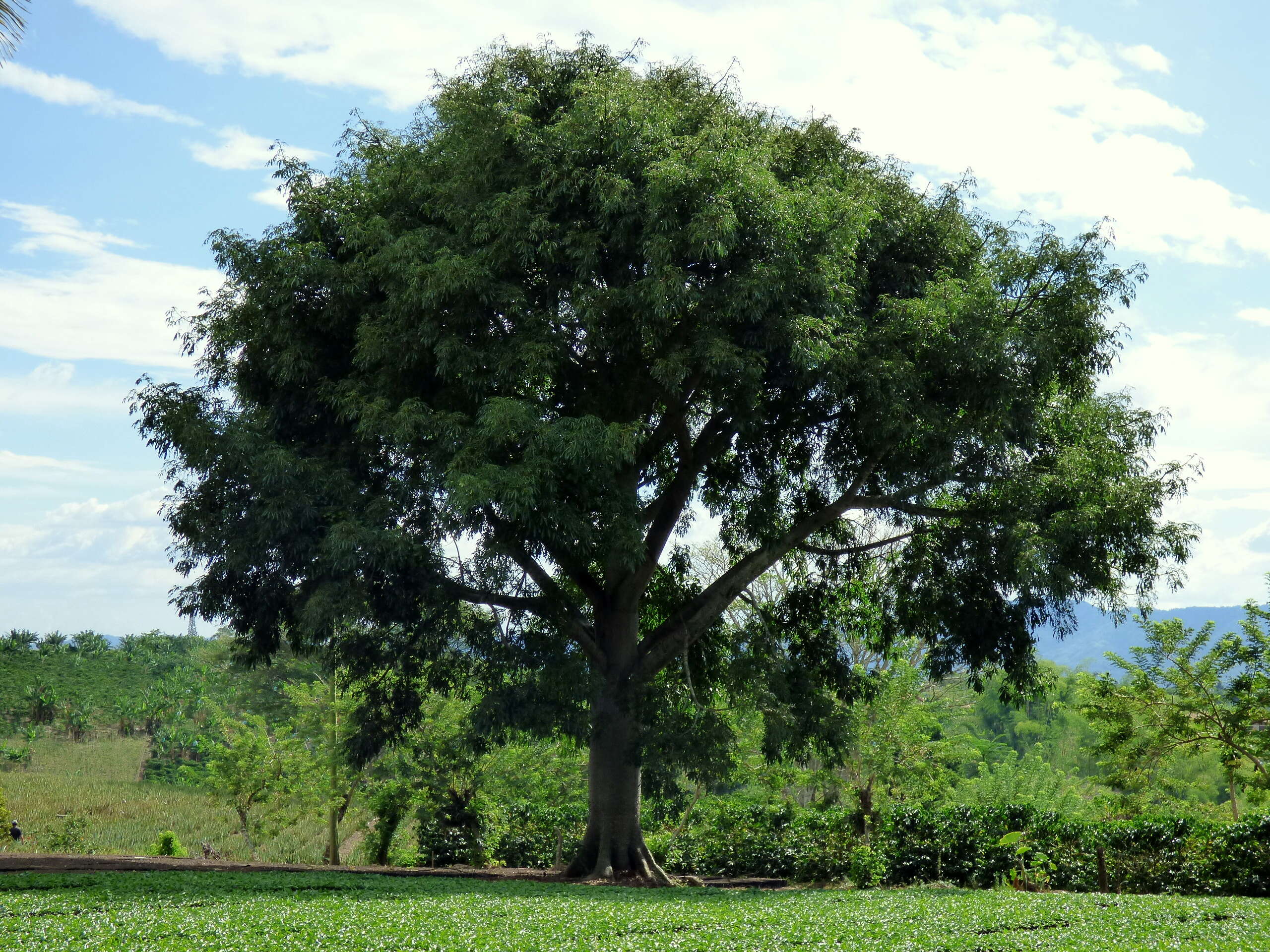 Image of kapoktree