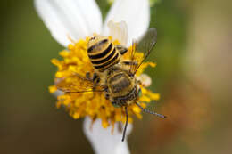 Image of Alfalfa Leafcutter Bee