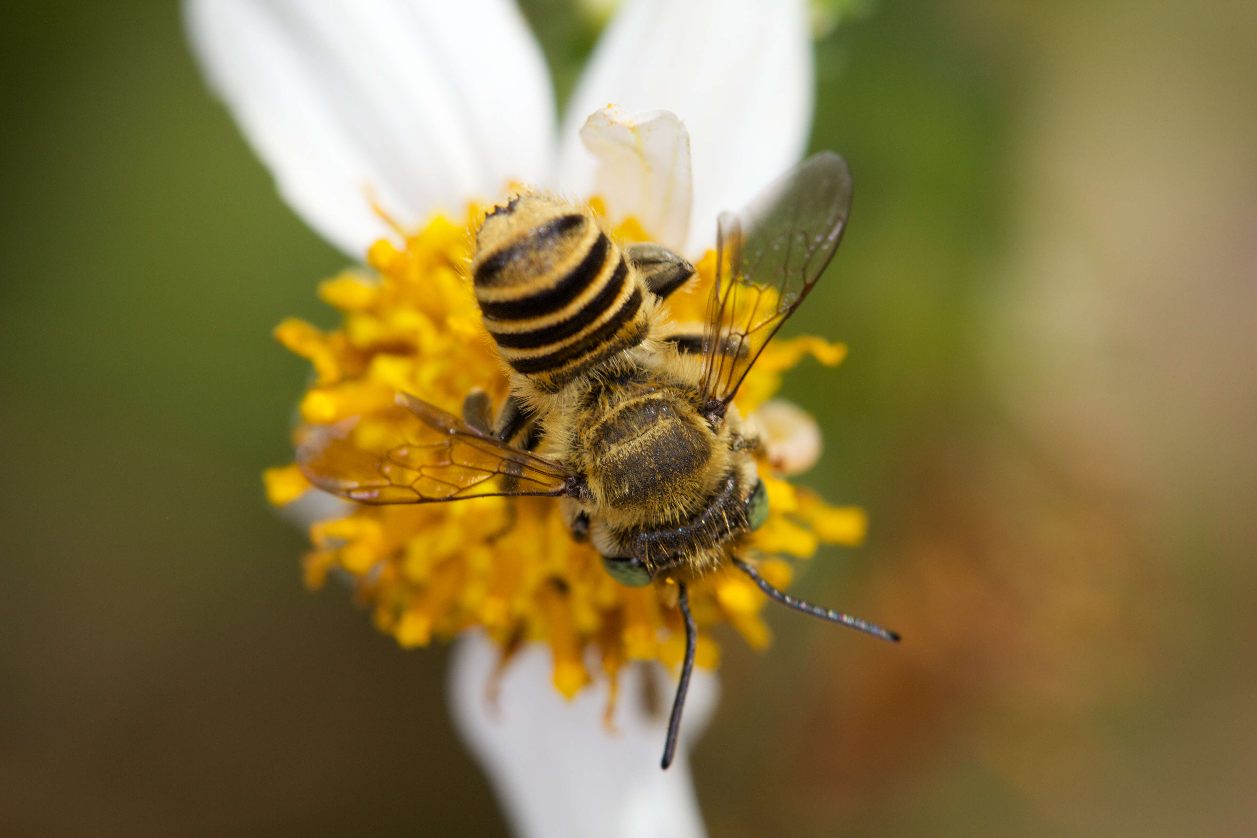 Image of Alfalfa Leafcutter Bee