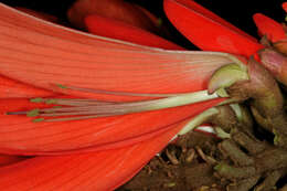 Image of Common Coral tree