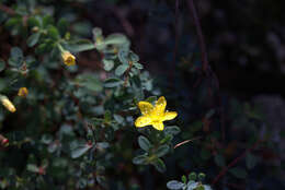 Image of Hypericum pallens Banks & Sol.