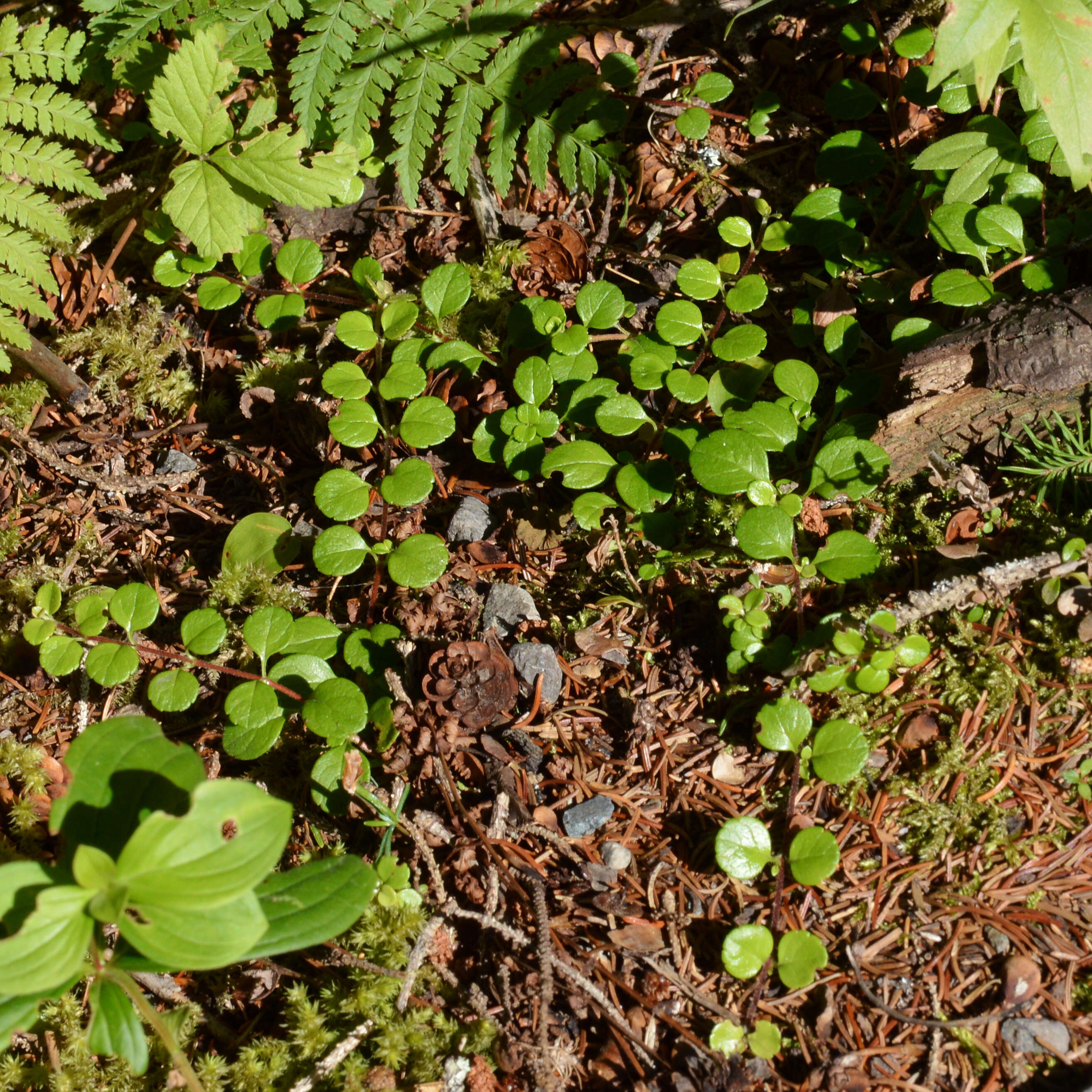 Image of Twinflower