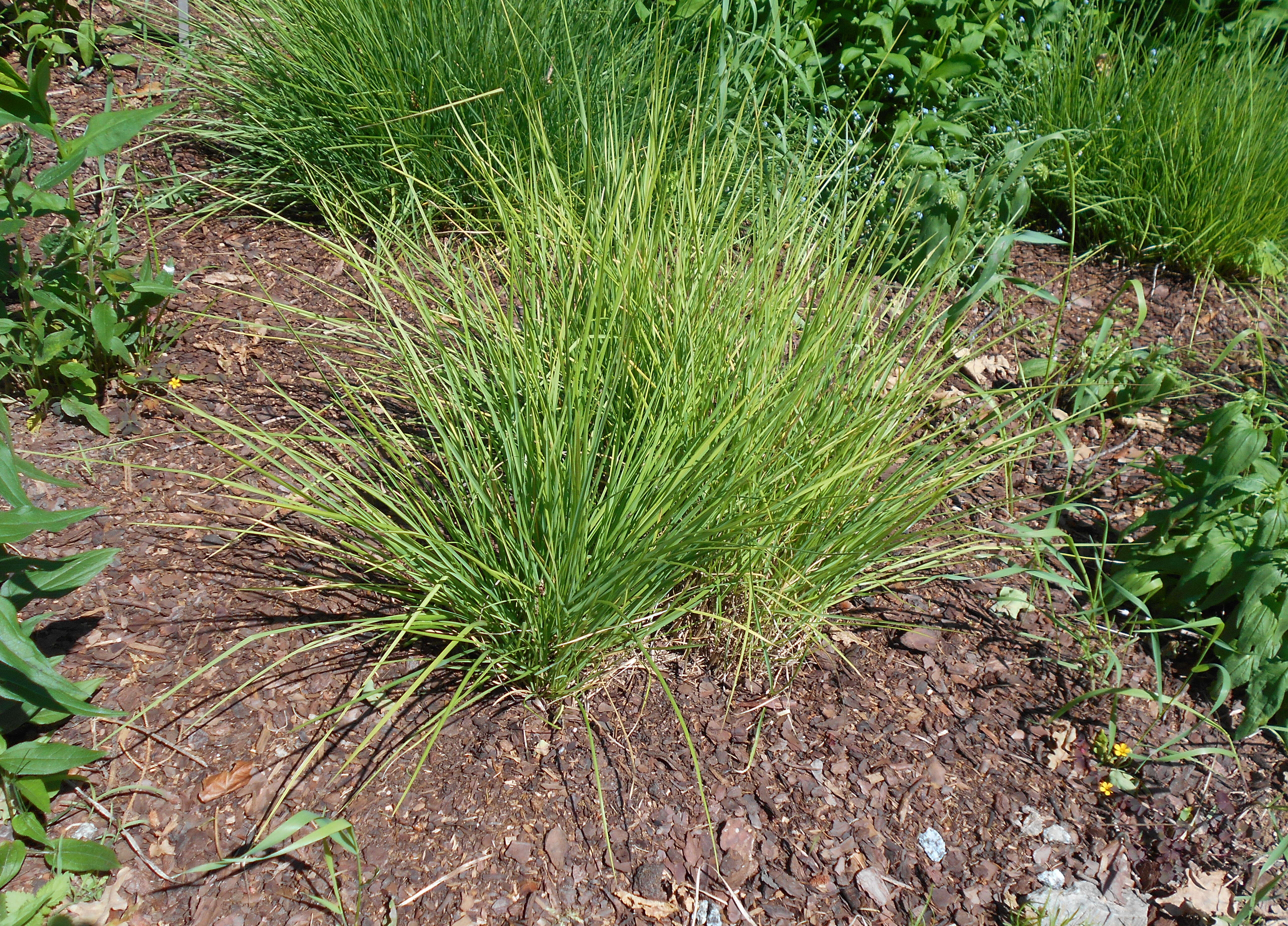 Image of autumn moor grass