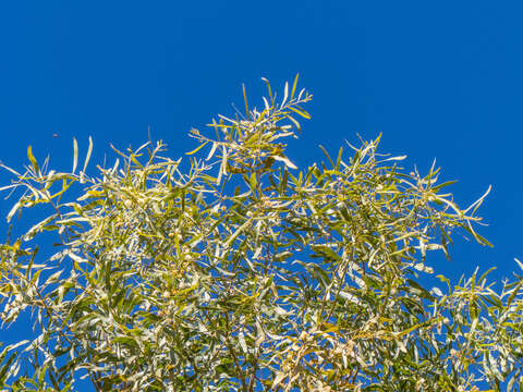 Image of acacia