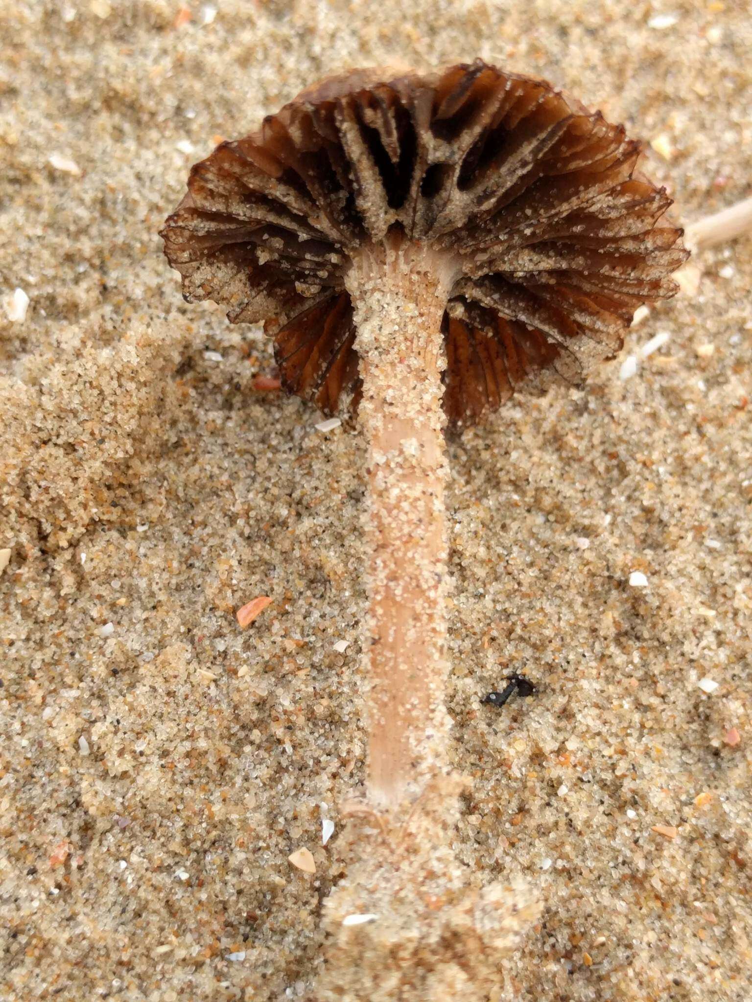 Imagem de Psathyrella ammophila (Durieu & Lév.) P. D. Orton 1960