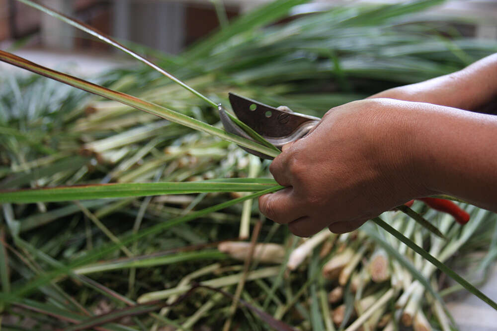 Image of lemon grass