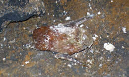 Image of Eastern Red Bat