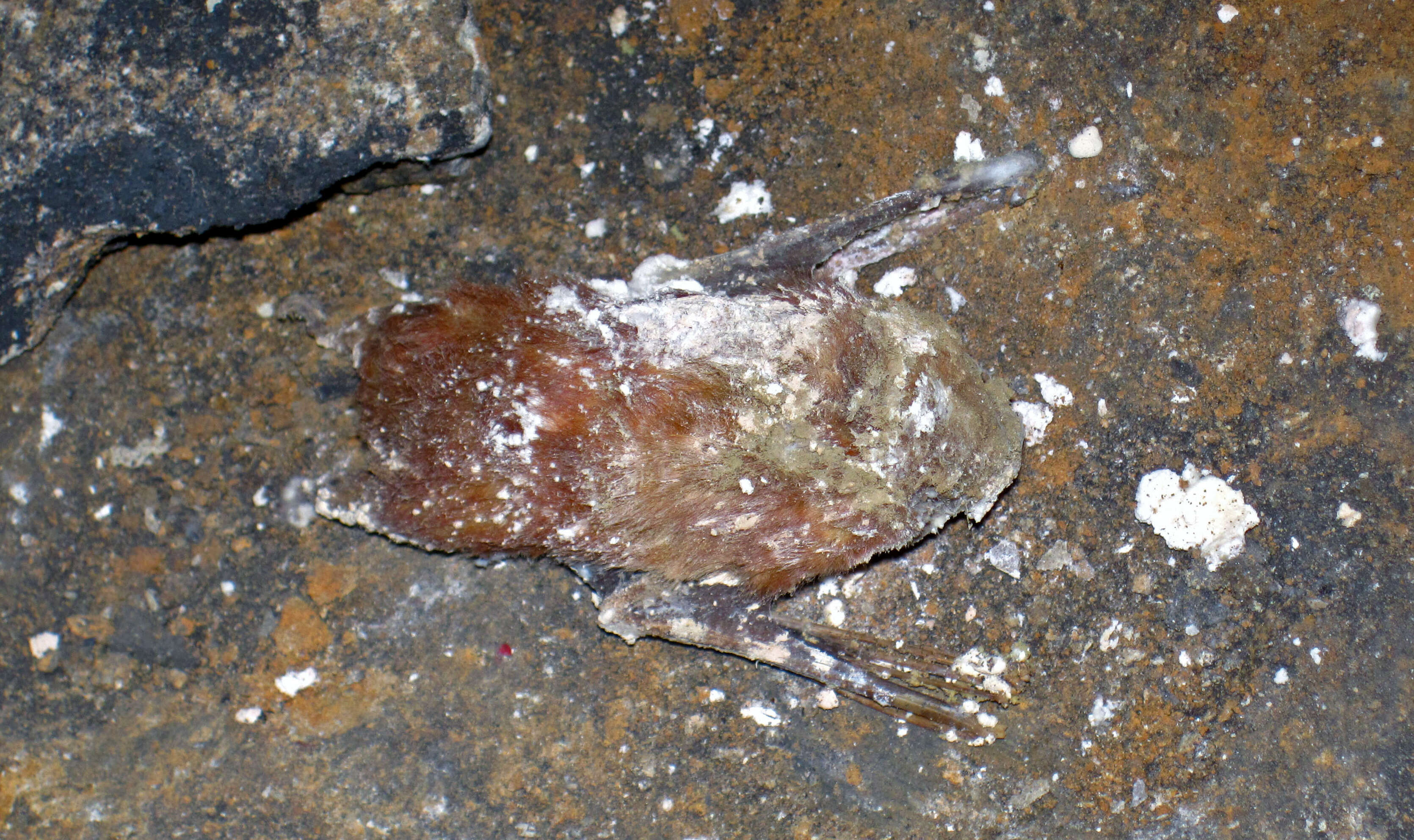 Image of Eastern Red Bat