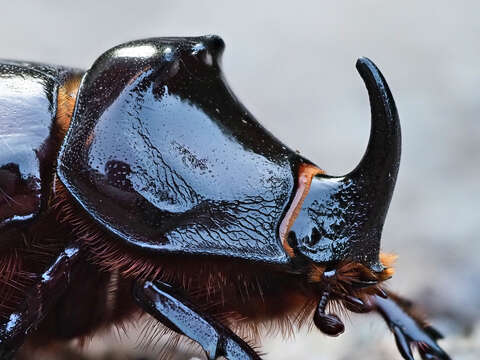 Image of European rhinoceros beetle