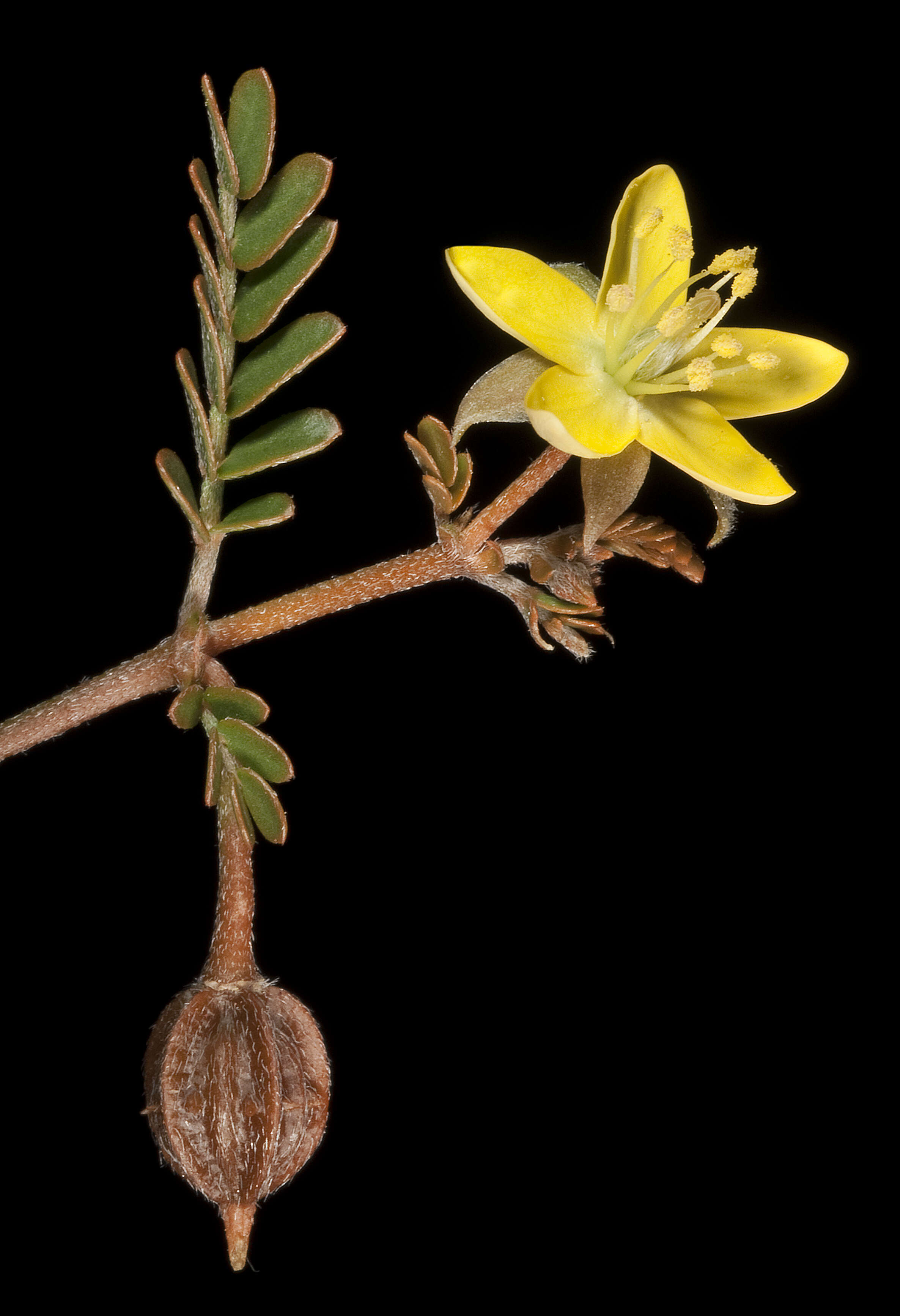 Image de Tribulus macrocarpus F. Müll. ex Benth.