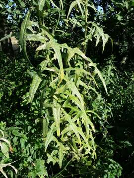 Image of marsh sow-thistle