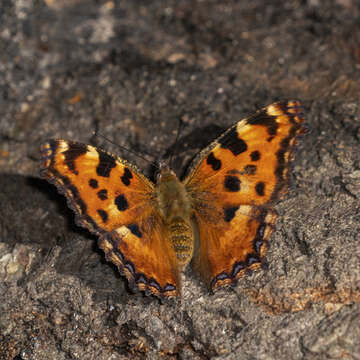 Image of large tortoiseshell