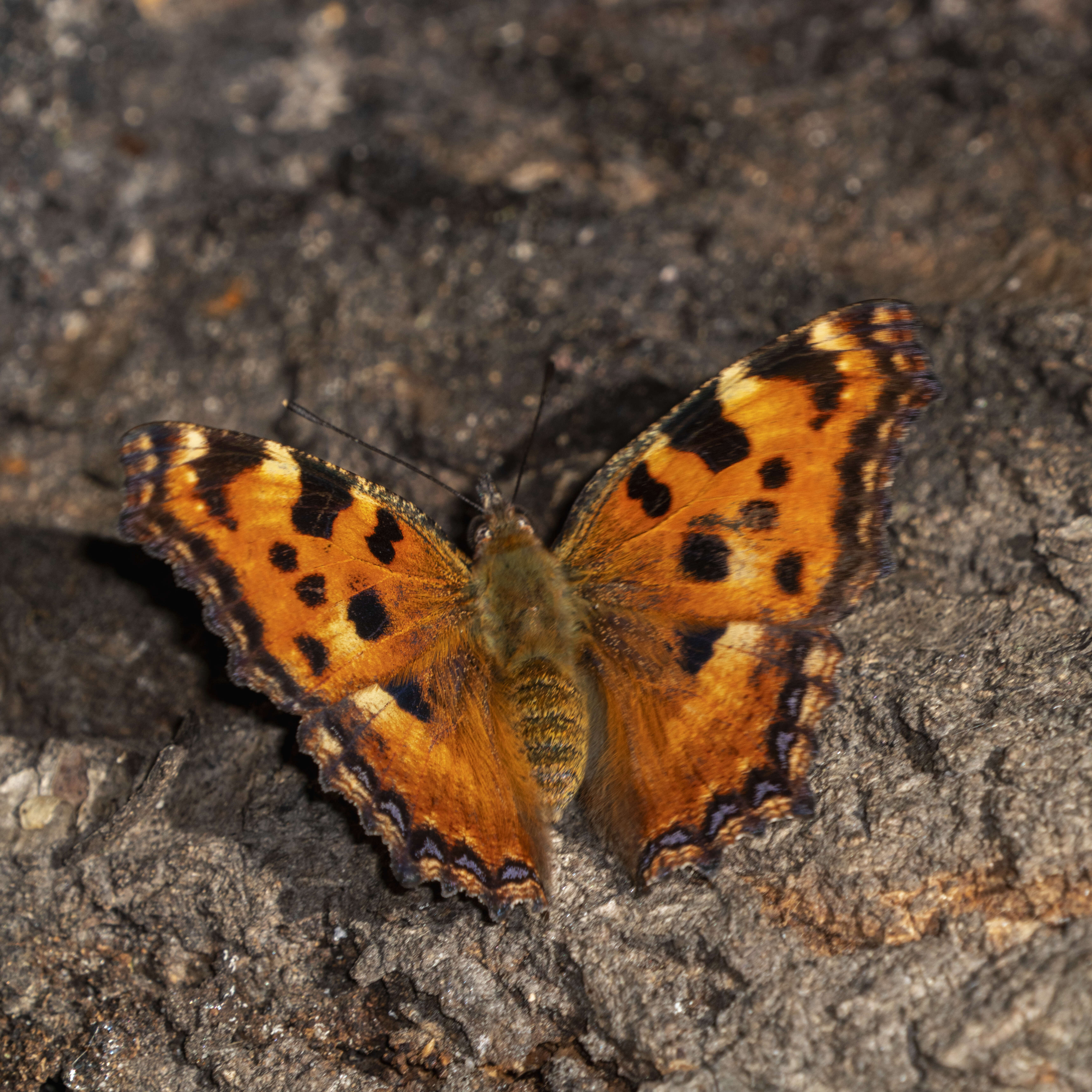 Nymphalis polychloros Linnaeus 1758 resmi