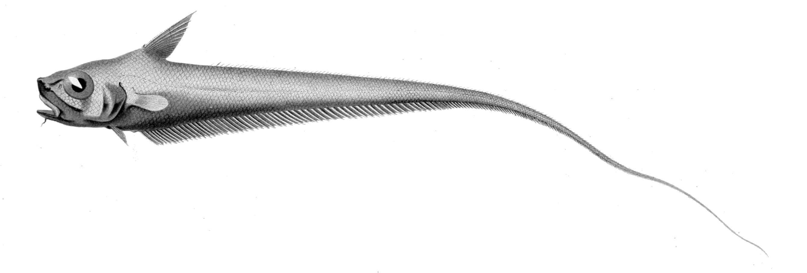 Plancia ëd Sphagemacrurus