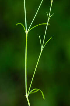 Image of squinancywort