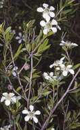 Imagem de Leptospermum sejunctum J. Thompson