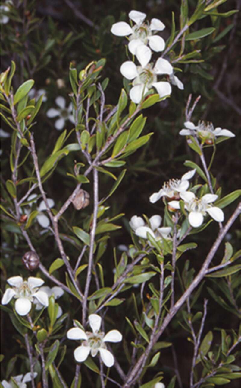 Sivun Leptospermum sejunctum J. Thompson kuva