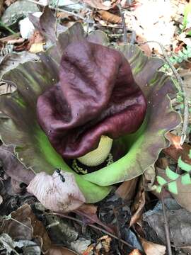 Amorphophallus paeoniifolius (Dennst.) Nicolson resmi