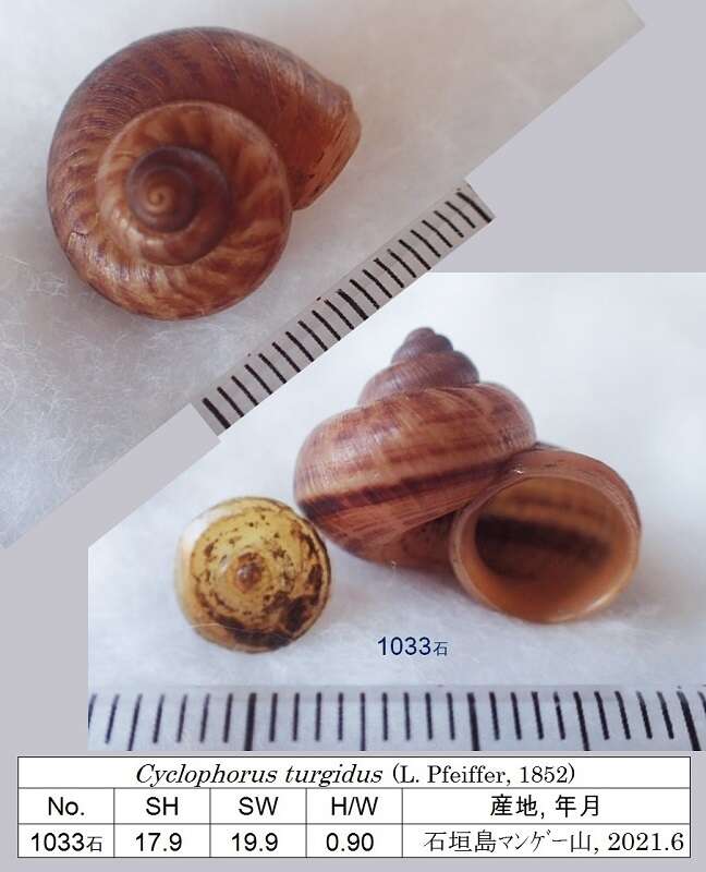 صورة Cyclophoridae