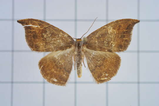 Image of Agnidra scabiosa Butler 1877