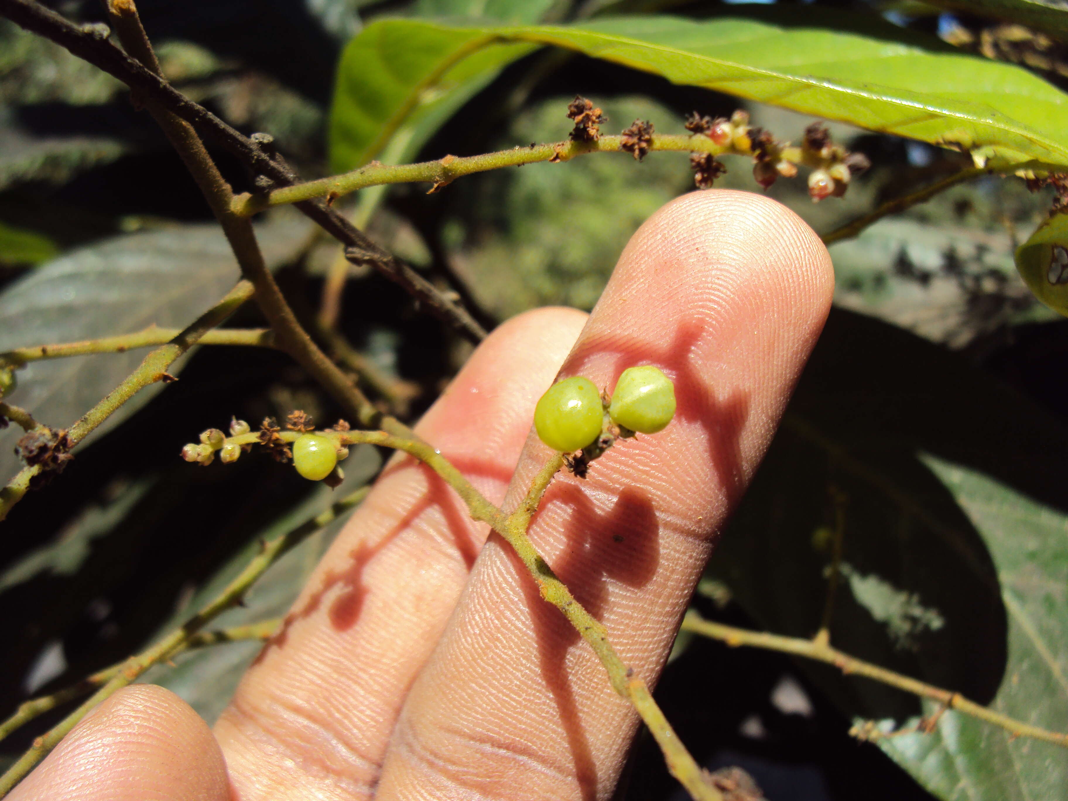 Image of Meliosma simplicifolia (Roxb.) Walp.