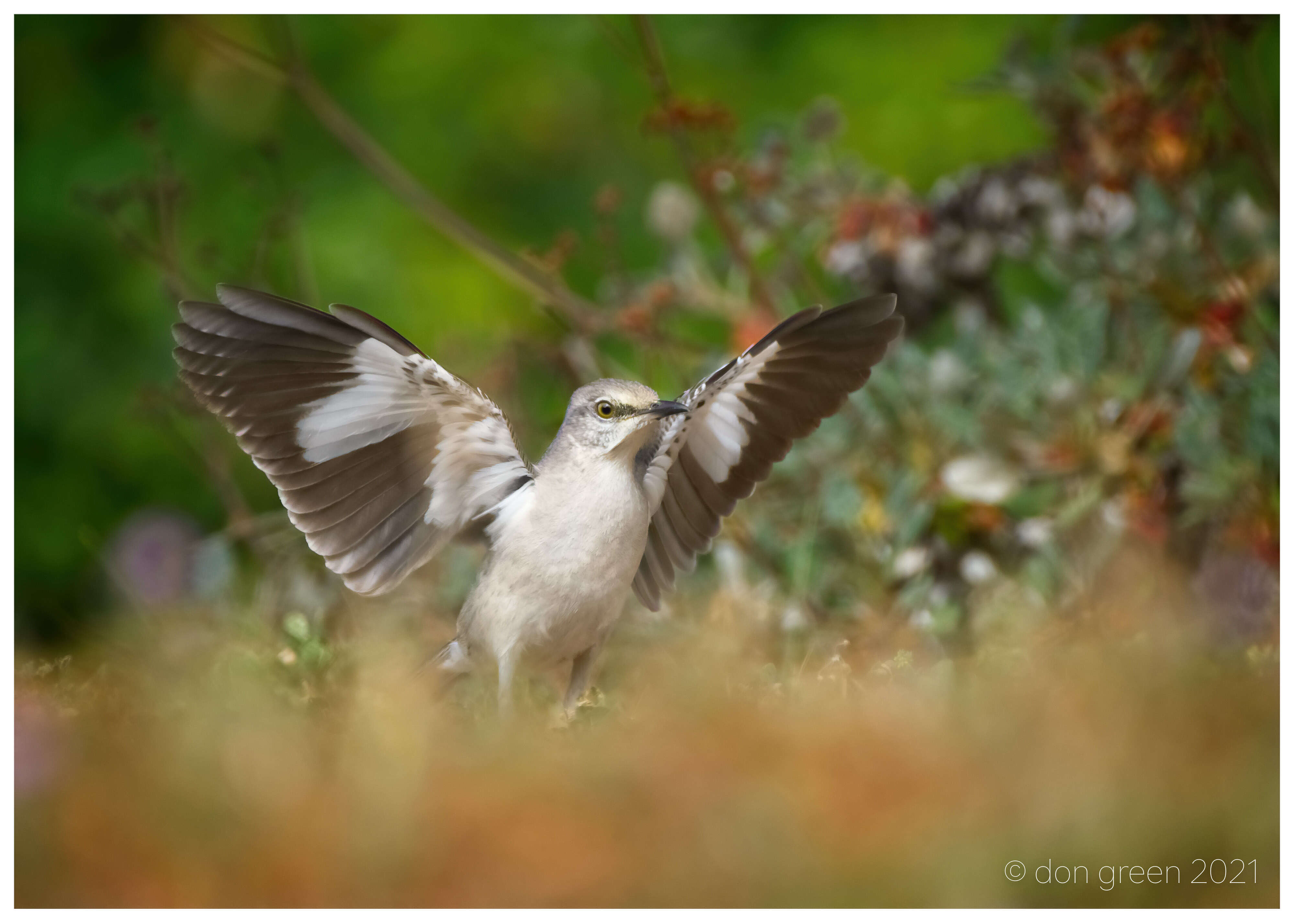 Image of Northern Mockingbird