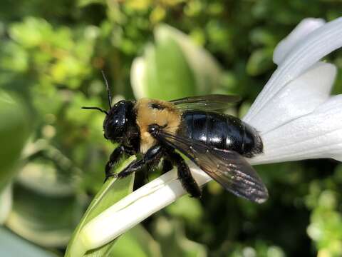 Image of Eastern Carpenter Bee