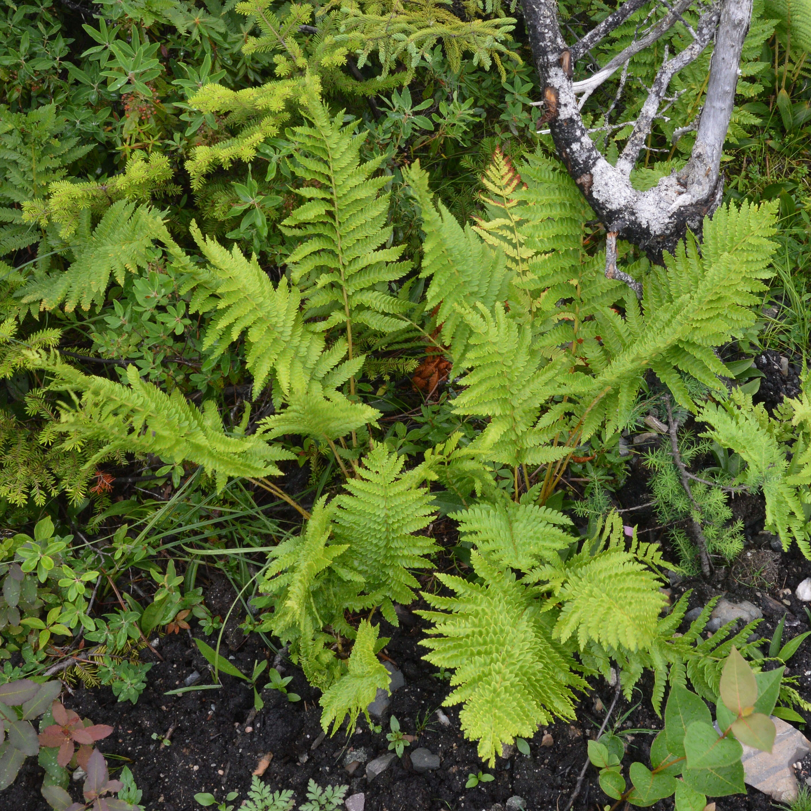 Image of Osmundastrum cinnamomeum Presl