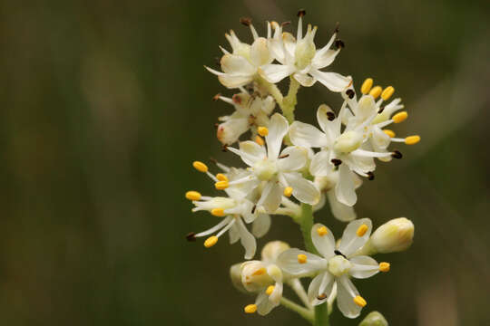 Image of coastal false asphodel